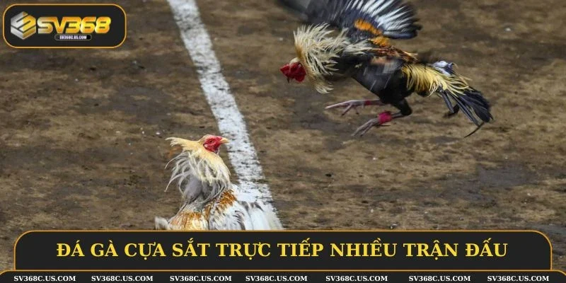 Đá gà cựa sắt trực tiếp nhiều trận đấu Đá gà cựa sắt trực tiếp nhiều trận đấu